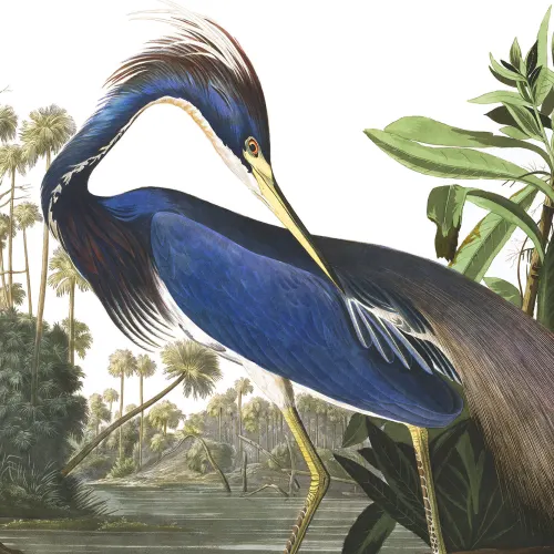 Fototapete Blauer Reiher