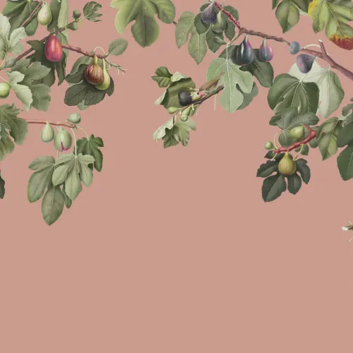 Vintage Fig Plant Botanical Illustration Murales de papel pintado sobre fondo rosa