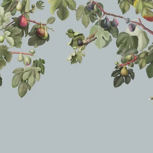 Carta da parati con illustrazione botanica di fico vintage su sfondo blu