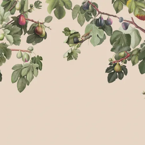 Vintage Feige Pflanze botanische Illustration Fototapete auf neutralem Beige Hintergrund