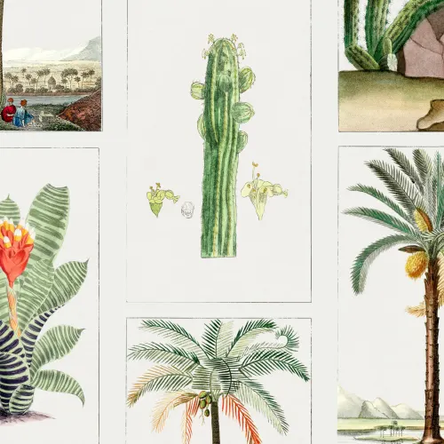 Fototapete Vintage Botanische Pflanzen Illustrationen