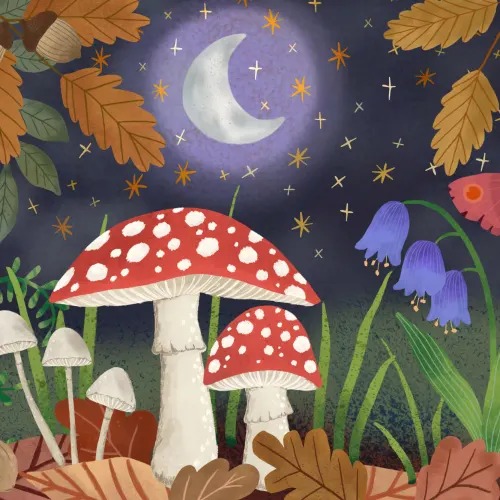 Panoramique champignon et nuit d’automne