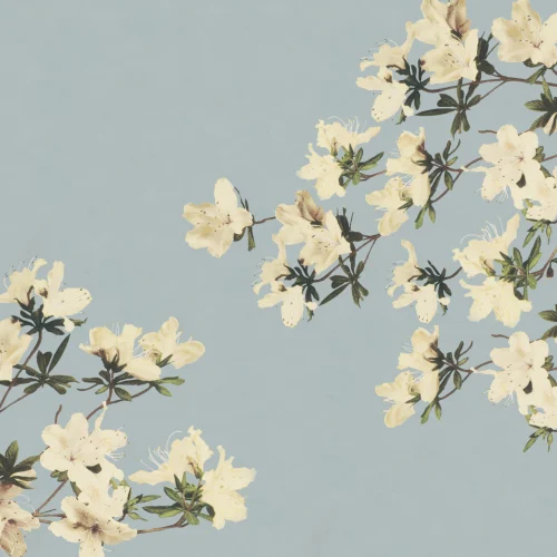 Vintage creme og blå japansk blomstertapet vægmaleri