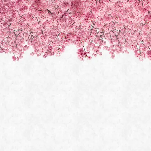 Fototapete Sakura Japanischer Kirschblütenbaum Rosa