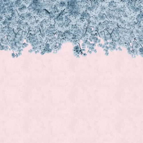 Blue & Pink Sakura Cherry Blossom Tree Wallpaper Mural
