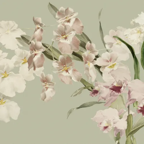 Orchid Elegance