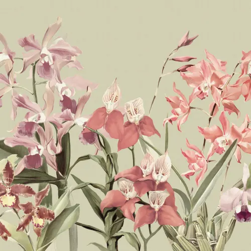 Eleganckie orchidee