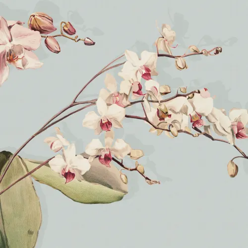 Blue Botanical Orchid Elegance Floral Nature Mural
