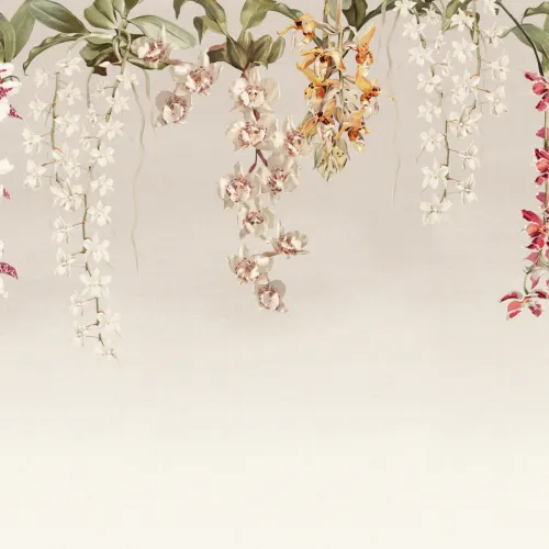 Eleganckie orchidee