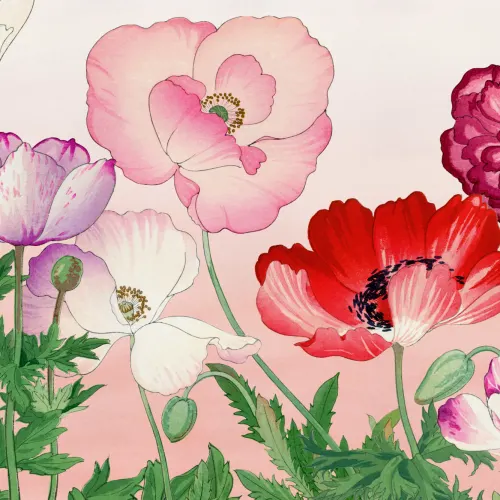 Pink Poppy Japanese Watercolor Floral Mural