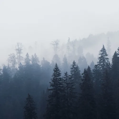 Misty Blue Ombre Forest Behang Muurschildering