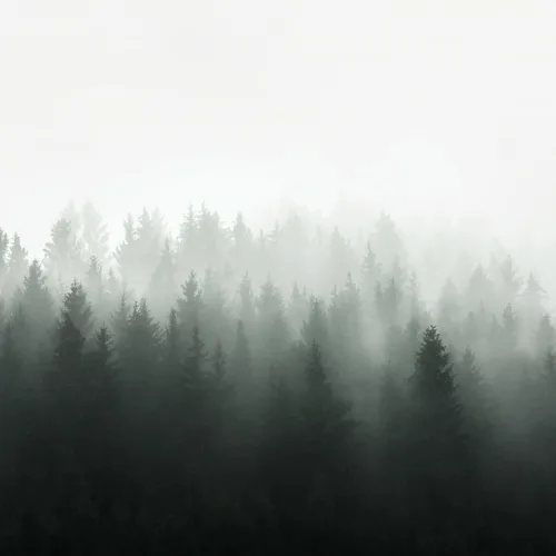 Deep Green Ombre Forest Wallpaper Mural