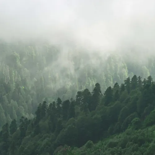 Misty Valley Forest Wallpaper Mural