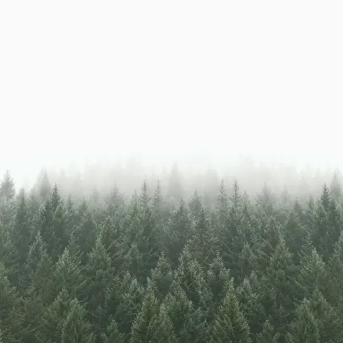 Crisp Pines Forest Wallpaper Mural