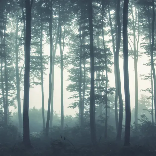 Sea of Trees Forest Wallpaper Mural
