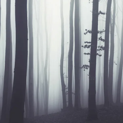 Beyond The Forest Wallpaper Mural