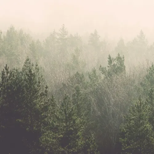 Amidst the Mist Wallpaper Mural