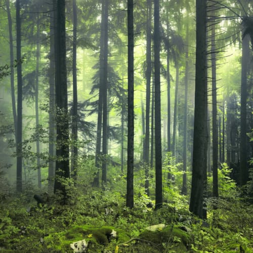 Mystisk vårskog fototapet
