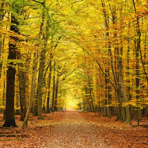 Autumn Pathway Tree Fototapet