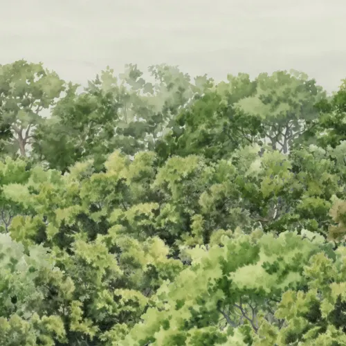 Green Buttonwood Trees Forest Wall Mural