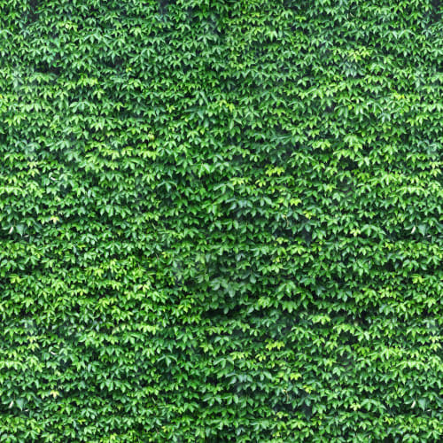 Wall of Green Ivy Wallpaper Mural