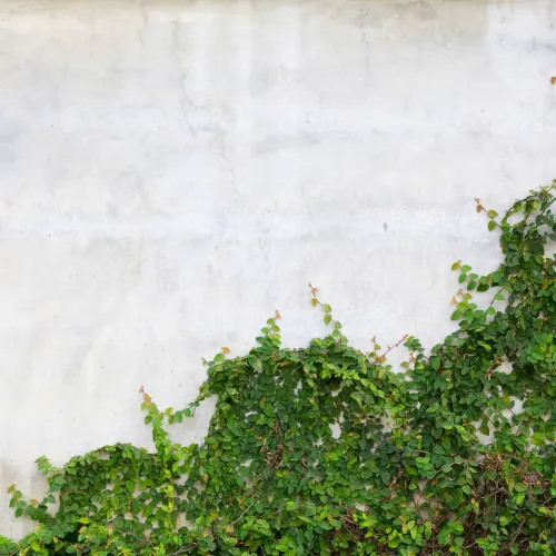 Ivy Covered Wallpaper Mural