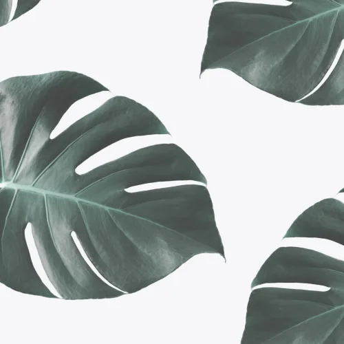 Papier Peint Panoramique avec Feuilles de Monstera Grandes