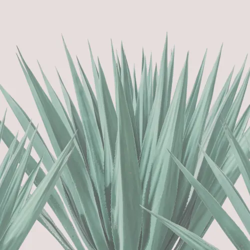 Agave kasvi kuvatapetti