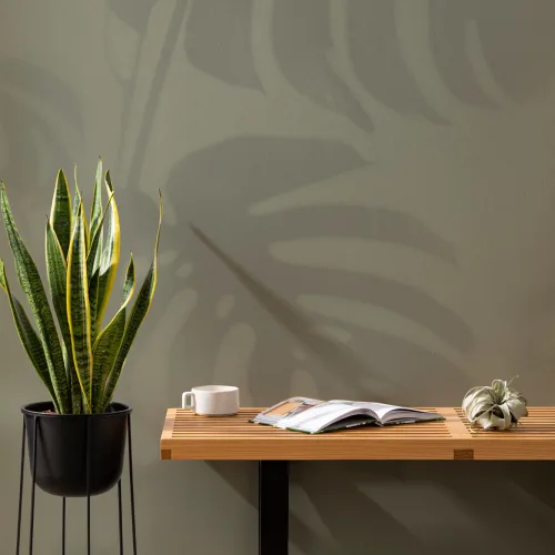 Mural de sombra de hoja de Monstera verde