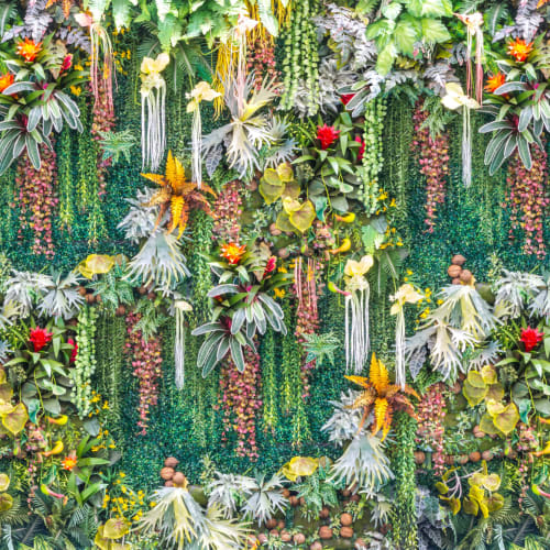 black mint plant Black Mint/Huacatay Seeds